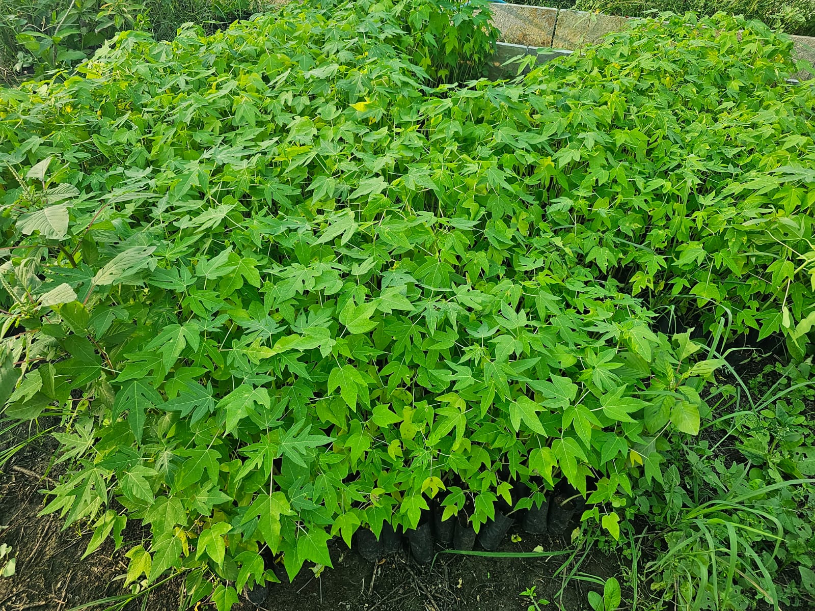 पपई (Papaya)