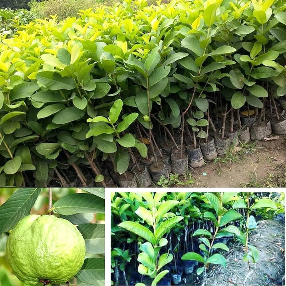 पेरू (Guava)