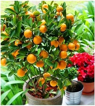 संत्रा (Orange)