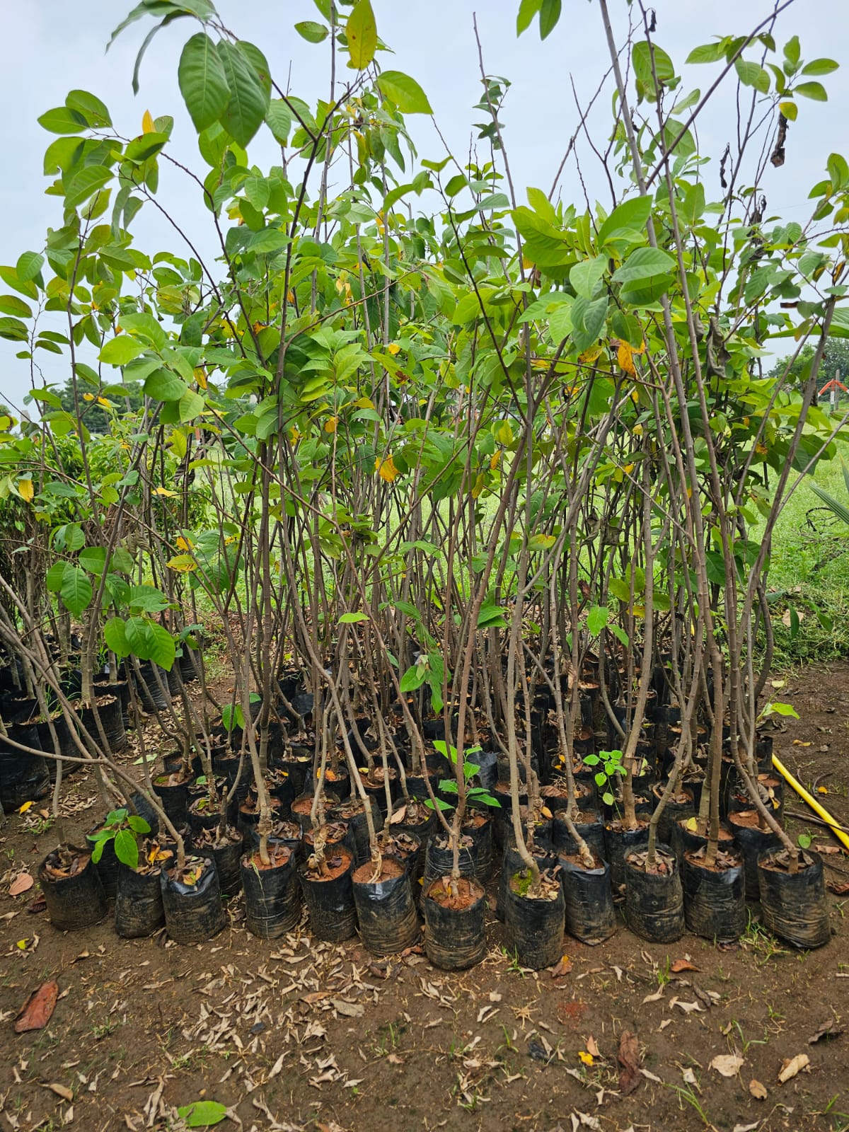 सीताफळ (Custard Apple)