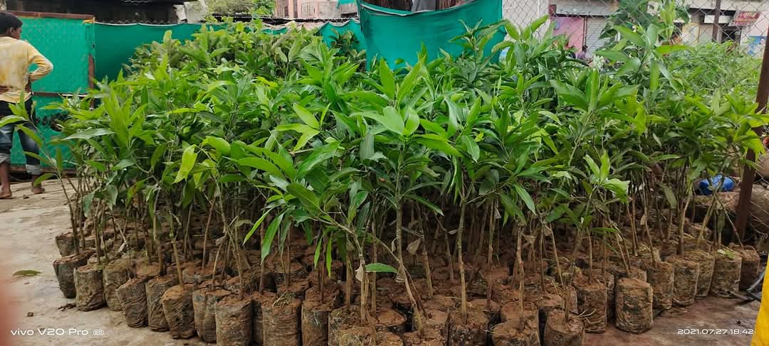 Plant Nursery