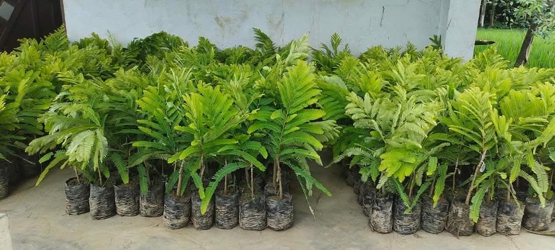 Plant Nursery