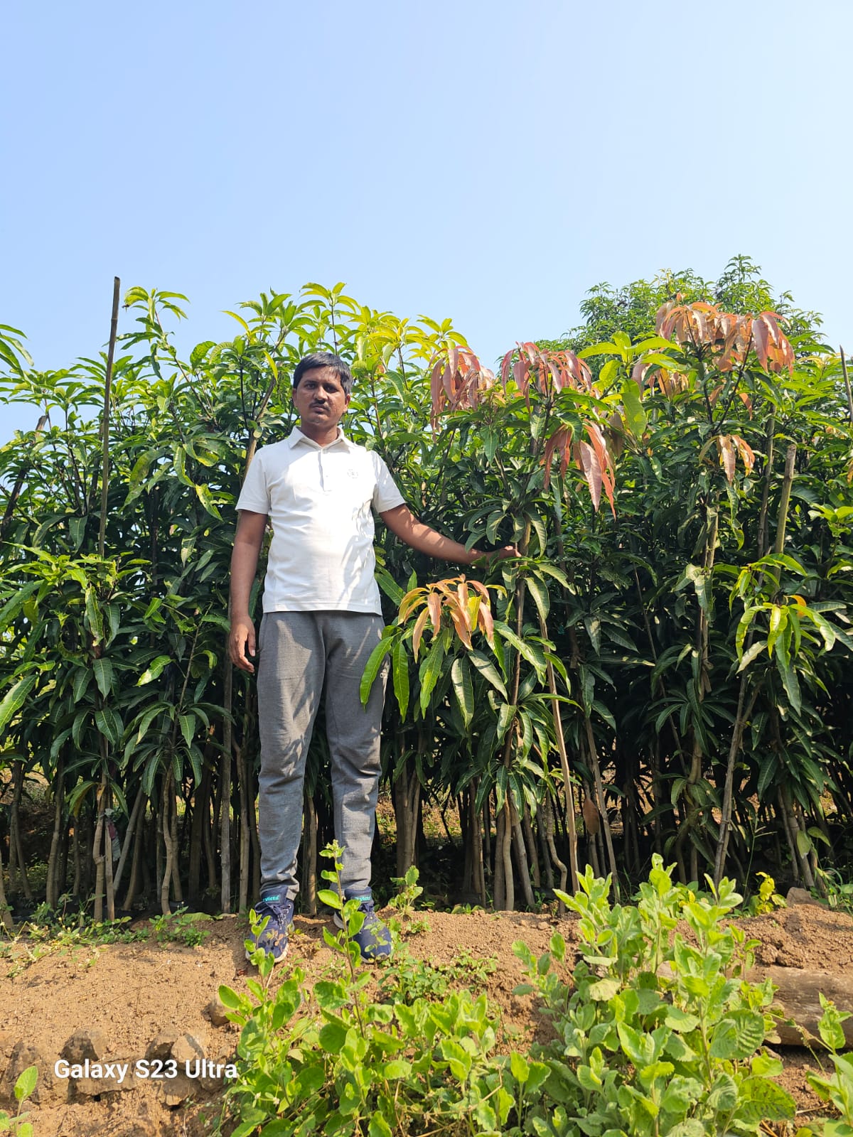 Plant Nursery