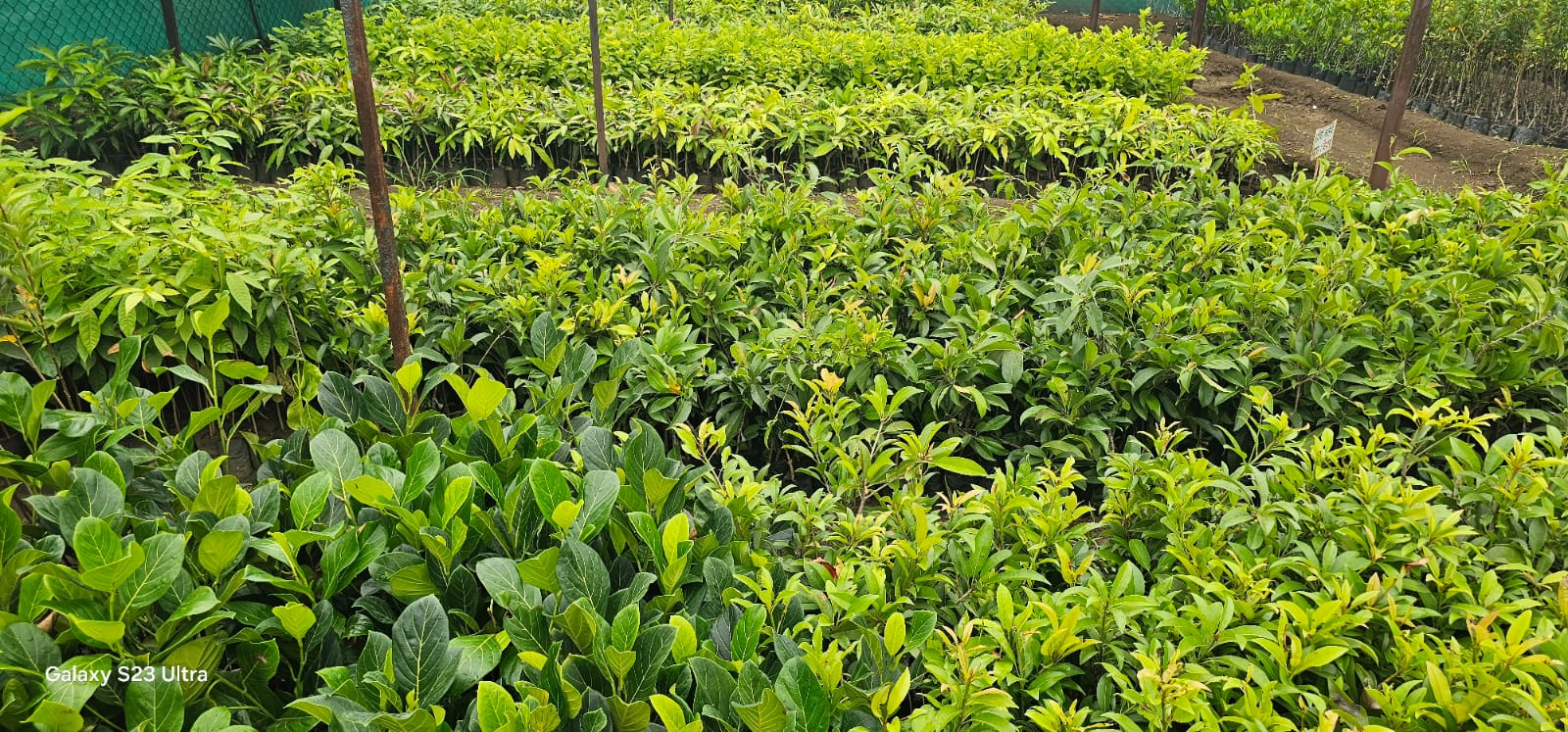 Plant Nursery
