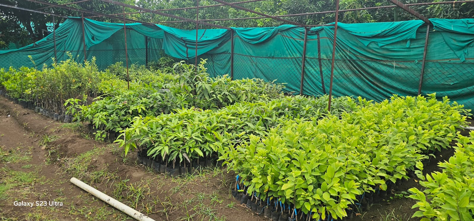 Plant Nursery