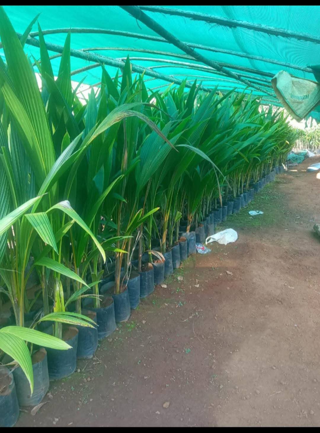 Plant Nursery