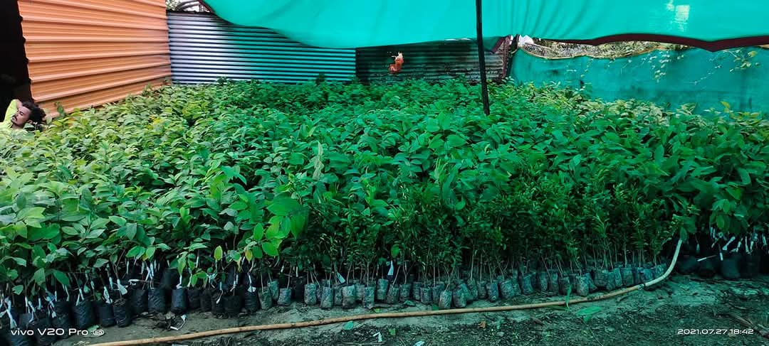 Plant Nursery