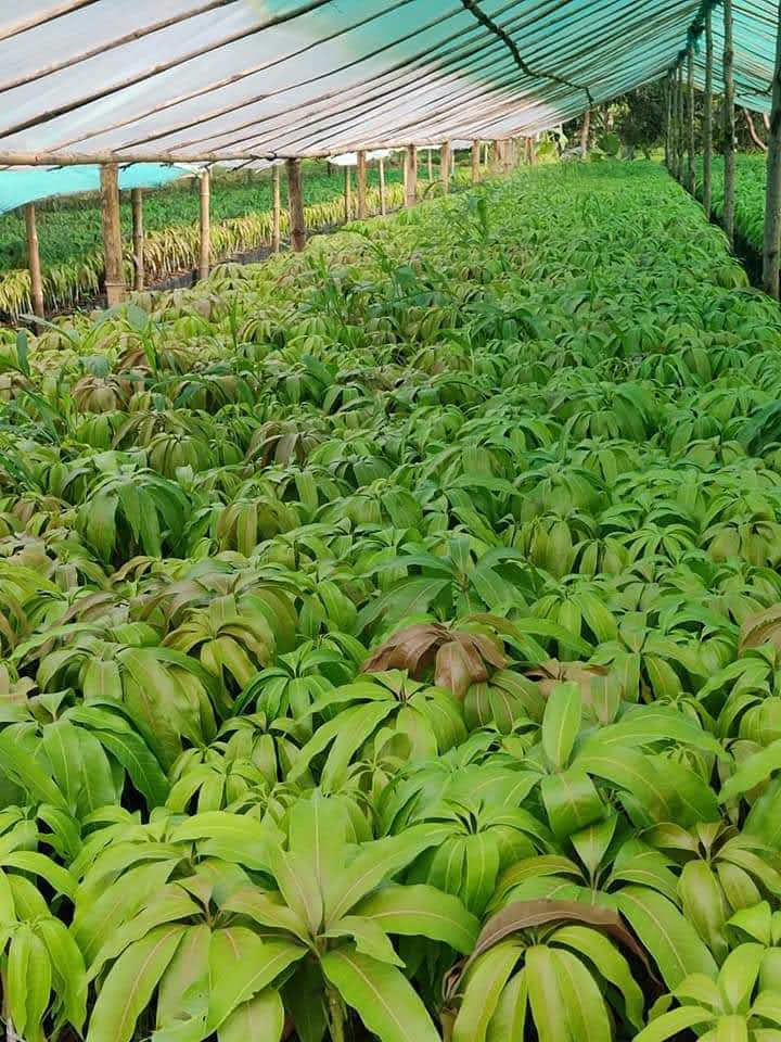 Plant Nursery