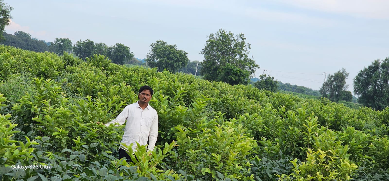 Plant Nursery