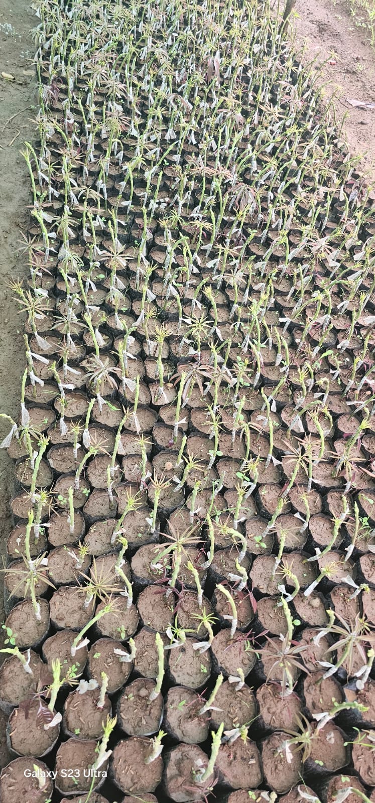 Plant Nursery