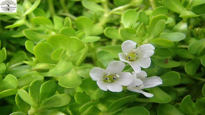 Brahmi Sapling (ब्राह्मी रोप)