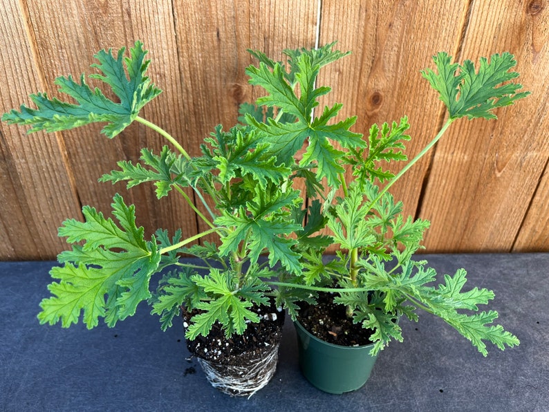 Citronella Sapling (सिट्रोनेला रोप)