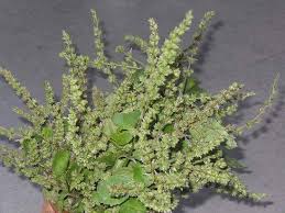 Davana Sapling (दवणा रोप)