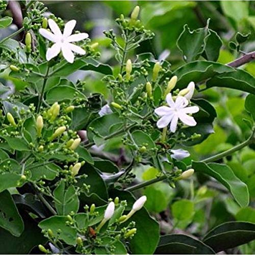 Jasminum Auriculatum (Jai) Sapling (जाई रोप)