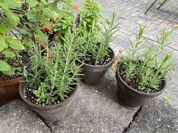Lavender Sapling (लॅव्हेंडर रोप)