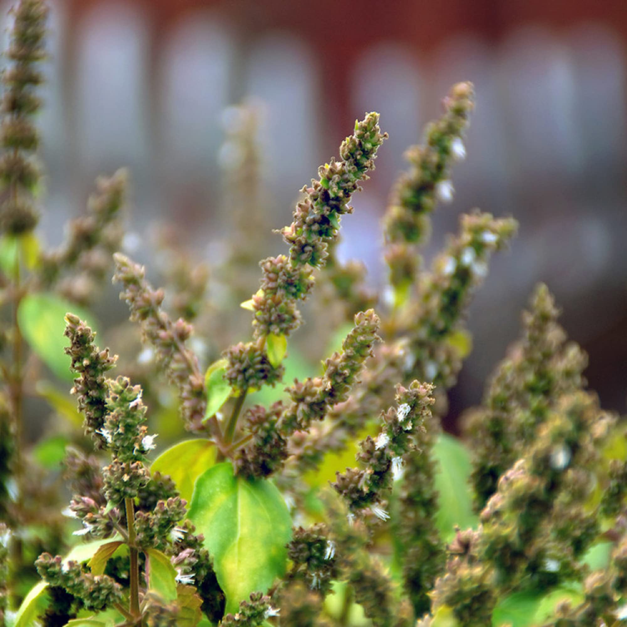Patchouli Sapling (पचुली रोप)