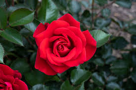 Gulab (Rose) Sapling (गुलाब रोप)