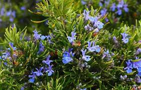 Rosemary Sapling (रोझमेरी रोप)