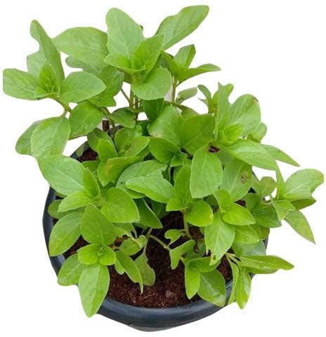 Tulsi Sapling (तुळस रोप)