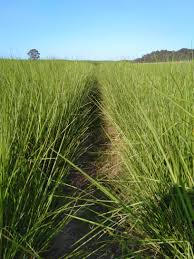 Vetiver (Vetivhar) Sapling (व्हेटिव्हर रोप)