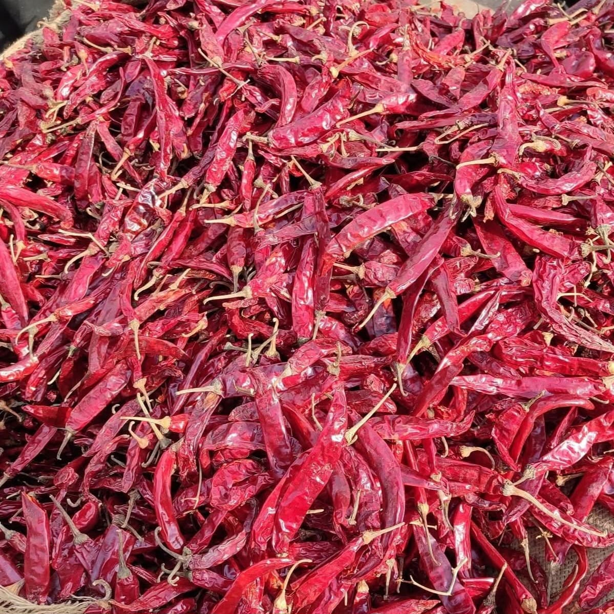 Red Chilli (तिखट / मिरची)