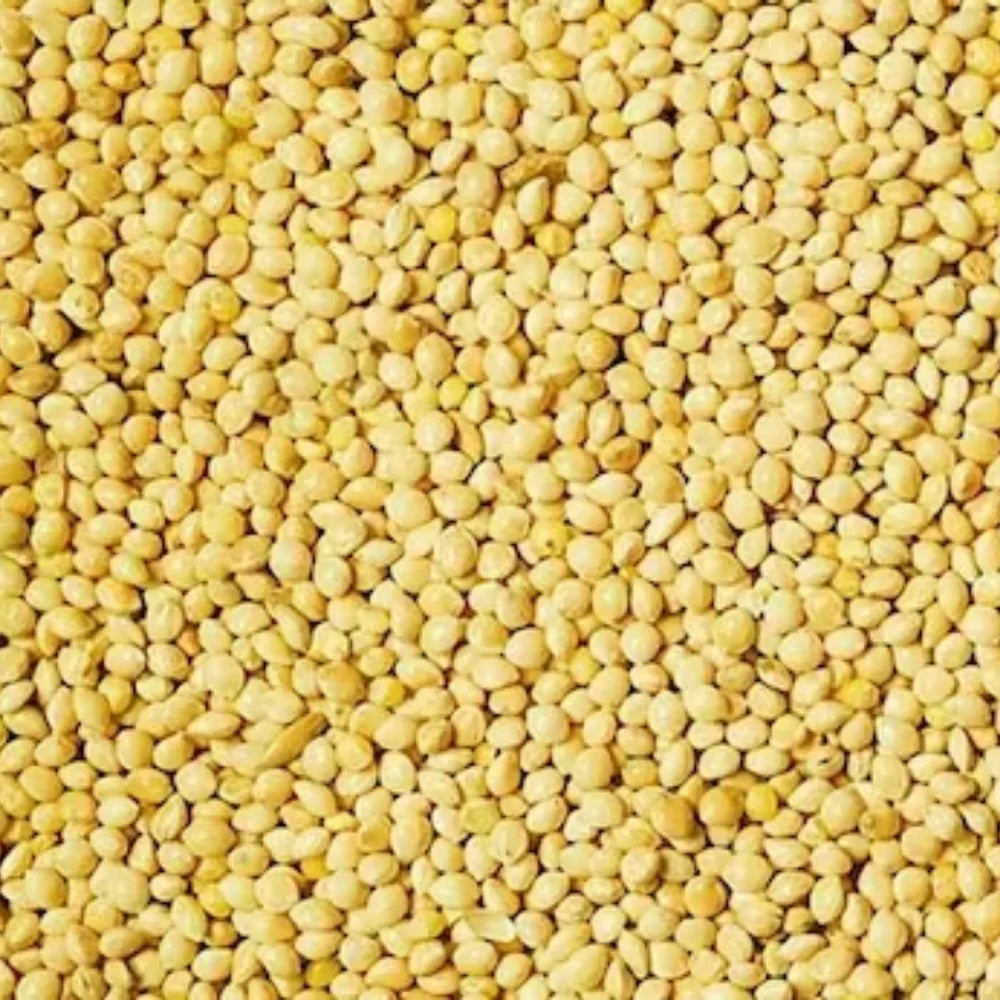 Kangni (Foxtail Millet / कांगणी)