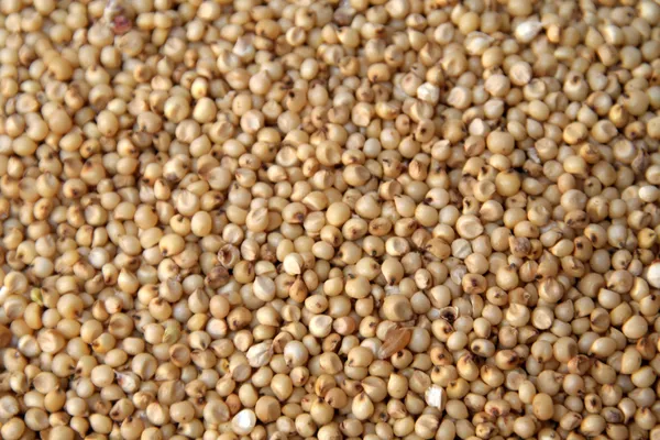 Jowar (Sorghum / ज्वार)