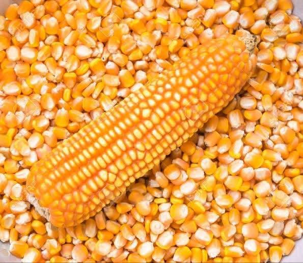 Maize (मका)