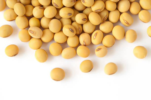 Soyabean